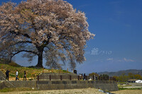 わに塚の一本桜