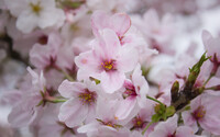 ソメイヨシノ並木の変わり桜