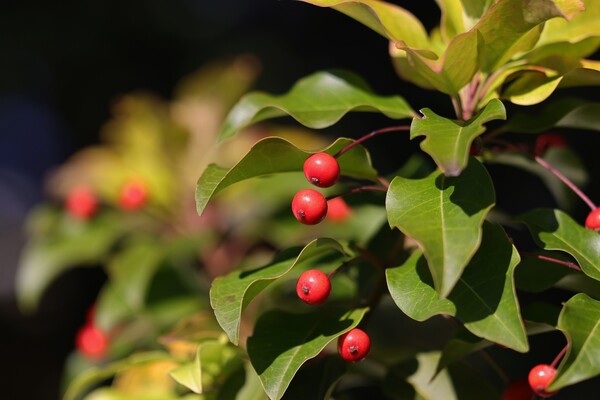 秋の実（その４）ソヨゴ