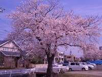 My 桜