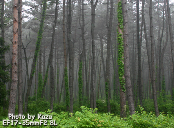 霧の林