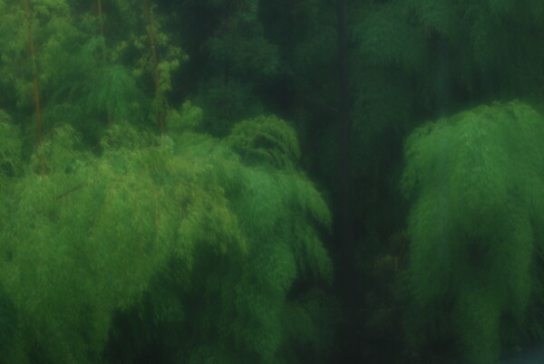 雨の竹薮
