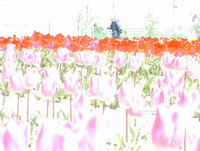 【花のある情景】ファイルNo.O-64