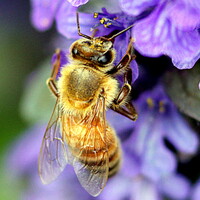 蜜蜂　３（級蜜中）