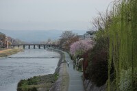 京都四条川原の朝