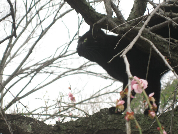 梅に黒猫