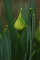 水仙の蕾 ; 北向きの畑