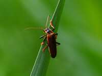 カミキリの仲間
