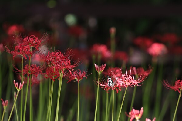 曼珠沙華