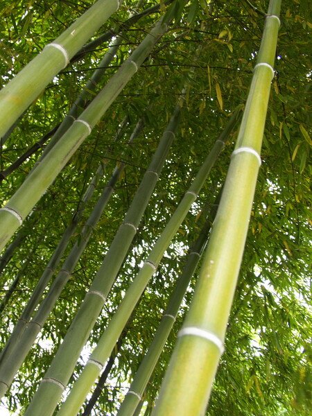 竹、竹、竹が生え