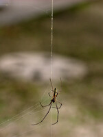 蜘蛛の糸