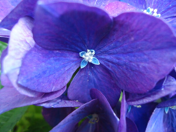 紫陽花の花に接写