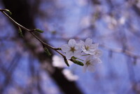近所の桜・・・