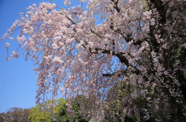 【桜花】外苑の枝垂桜