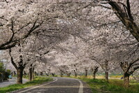 桜色の小道 #2