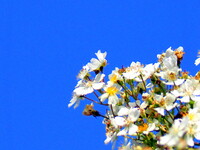 【光】野バラと青い空