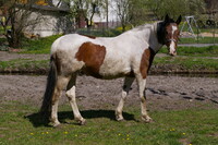 Horse to patches