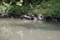 池の畔の亀たち