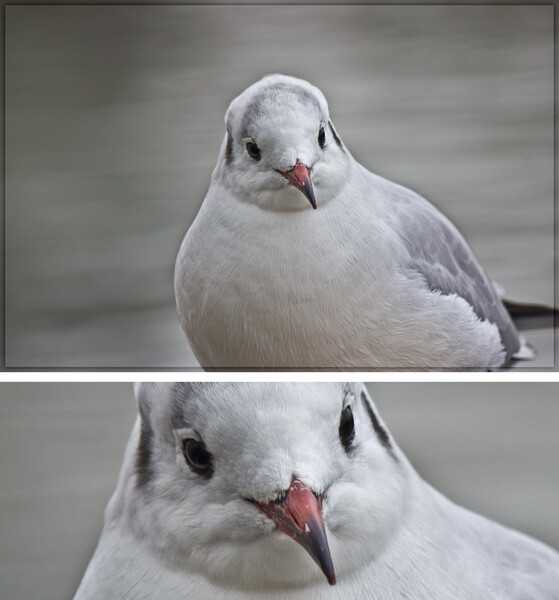 ユリカモメのお顔