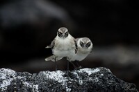 Galápagos Islands 06