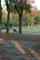 奈良公園にて（２）