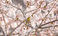【温】春は桜に誘われて