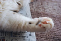 ネコの手　−　その２