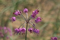 砂丘ラッキョウの花