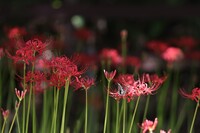 彼岸はやはり曼珠沙華 その２