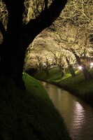 夜桜三分咲き