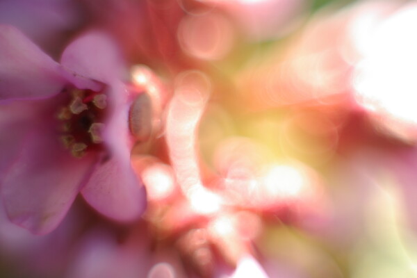【花】マクロー桃