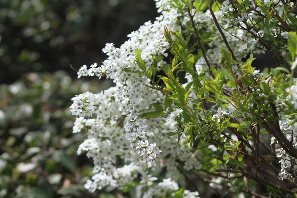 【桜花】小米桜