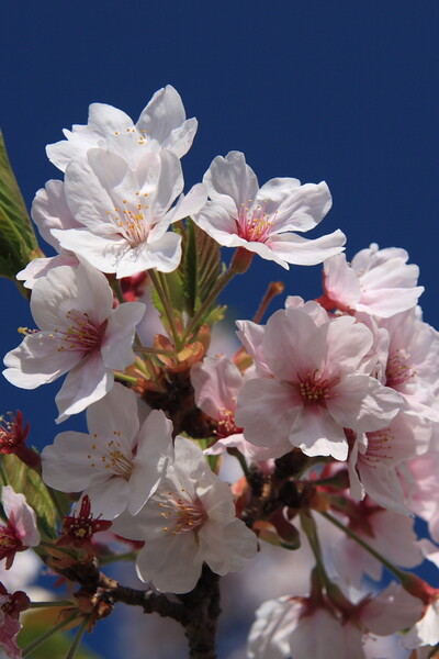 桜・青空に咲く
