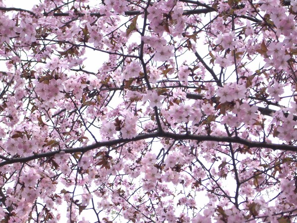 ＾桜＾
