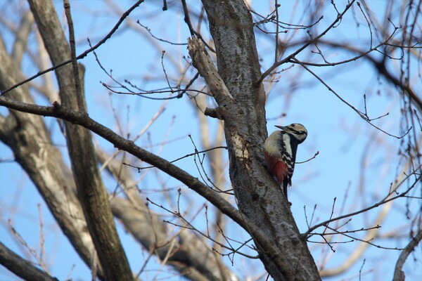 今日の赤啄木鳥（アカゲラ）