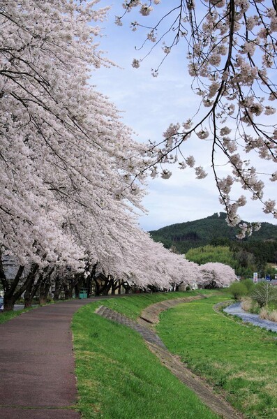 三陸の桜