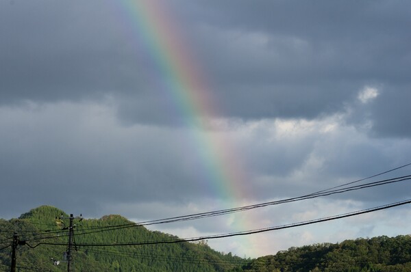 ななせと散歩していると虹が・・。