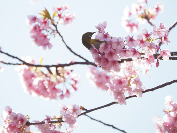 桜ふとん