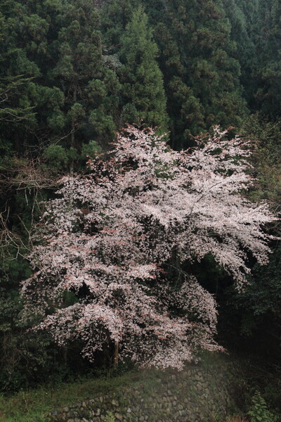【心】凛と咲く山桜