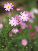 春の桜の生まれ変わり