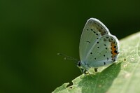 ツバメシジミ蝶