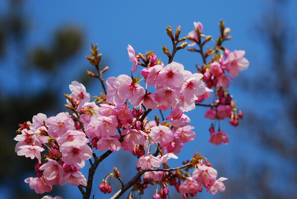 山桜①