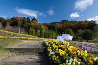 師走の公園