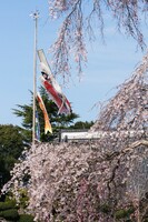 鯉の滝登り