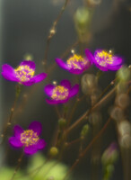 東京の花　赤紫
