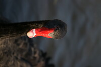 石神井公園の黒鳥