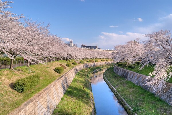 【淡彩】桜散策
