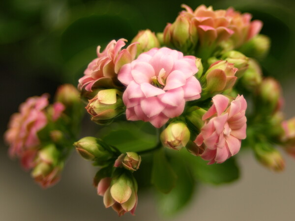 八重咲きのカランコエ