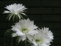 白いサボテンの花