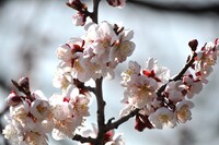 【花のある情景】春の公園